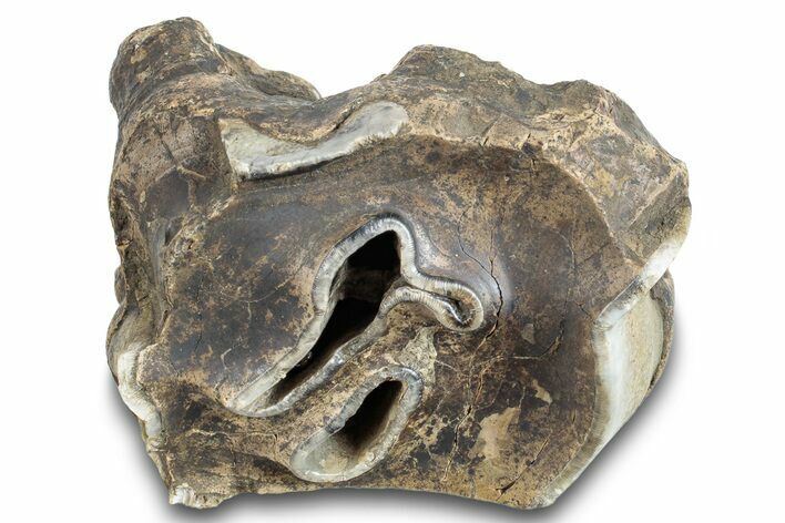 Bargain, Fossil Woolly Rhino (Coelodonta) Tooth - Siberia #257840